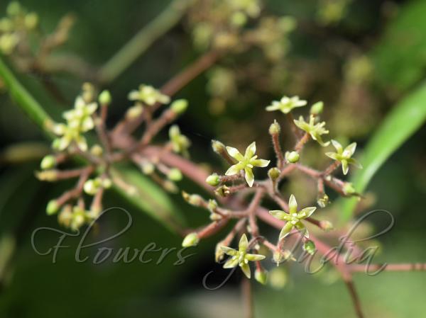 Panicled Sabia